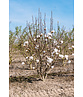 Mehrstämmige Kobushi Magnolie | Magnolia kobus