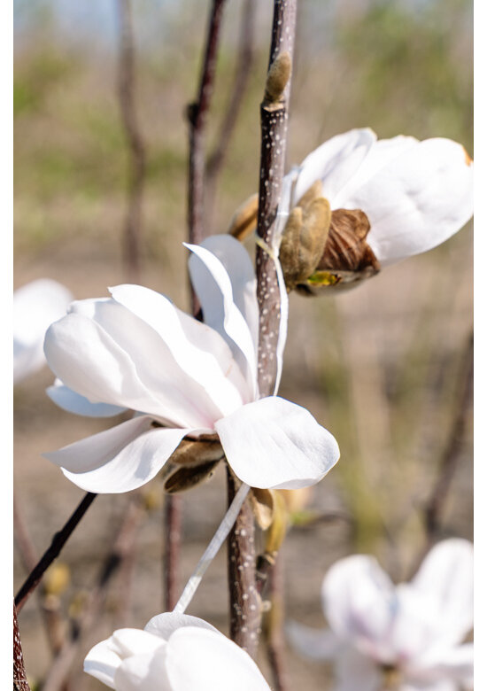 Mehrstämmige Kobushi Magnolie | Magnolia kobus