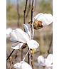 Mehrstämmige Kobushi Magnolie | Magnolia kobus