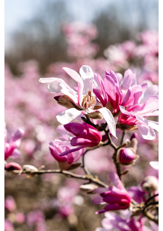 Rosa Stern-Magnolie 'Leonard Messel' - Mehrstämmig | Magnolia loebneri 'Leonard Messel'