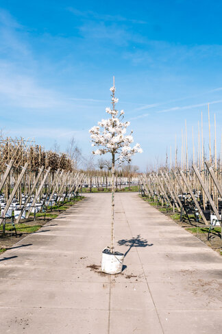 Magnolie 'Merrill' | Magnolia loebneri 'Merrill'