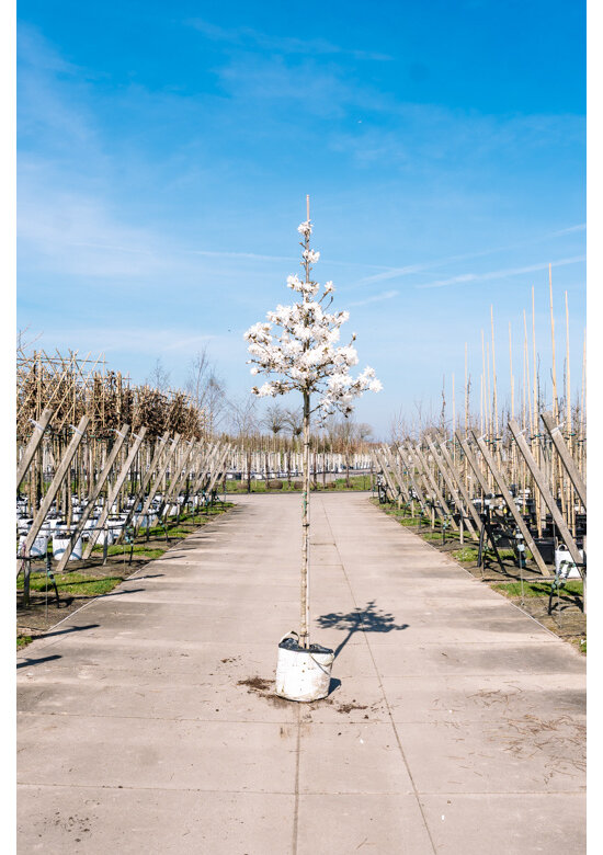 Magnolie 'Merrill' | Magnolia loebneri 'Merrill'