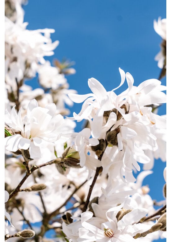 Magnolie 'Merrill' | Magnolia loebneri 'Merrill'