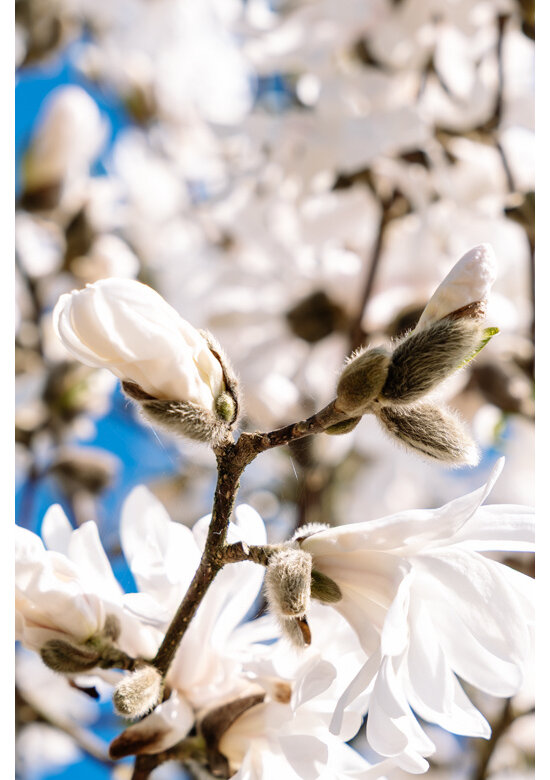 Magnolie 'Merrill' | Magnolia loebneri 'Merrill'