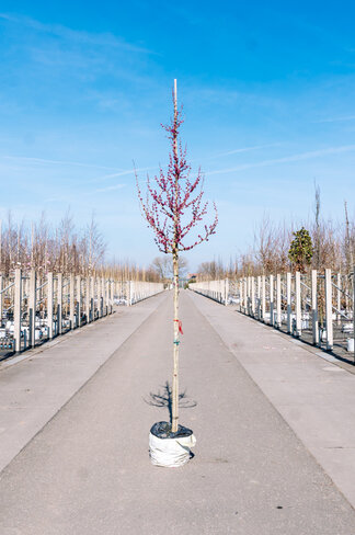 Chinesischer Judasbaum 'Avondale' | Cercis chinensis 'Avondale'