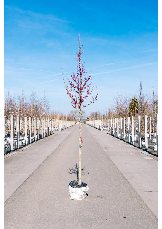Chinesischer Judasbaum 'Avondale' | Cercis chinensis 'Avondale'