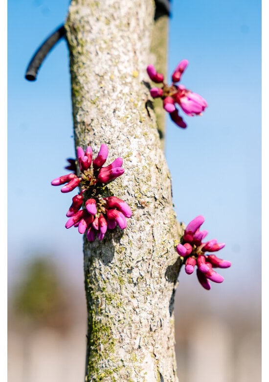 Chinesischer Judasbaum 'Avondale' | Cercis chinensis 'Avondale'