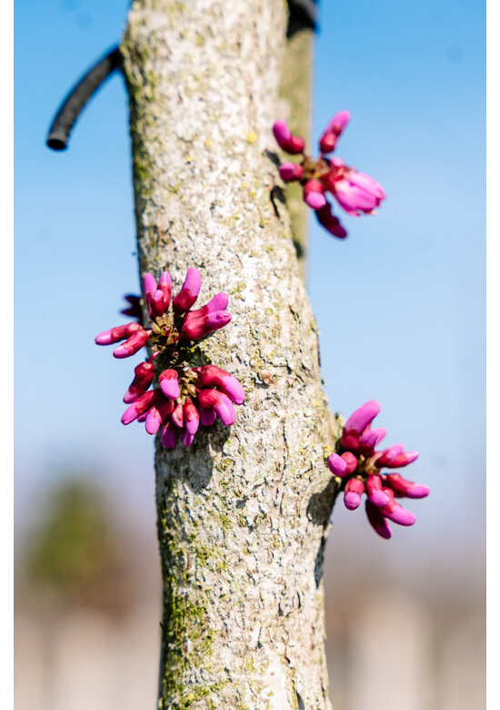 Chinesischer Judasbaum 'Avondale' | Cercis chinensis 'Avondale'