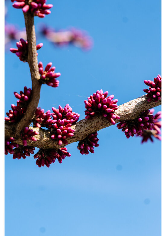 Chinesischer Judasbaum 'Avondale' | Cercis chinensis 'Avondale'