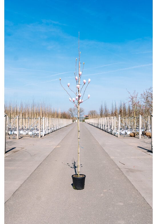 Tulpen-Magnolie | Magnolia soulangeana