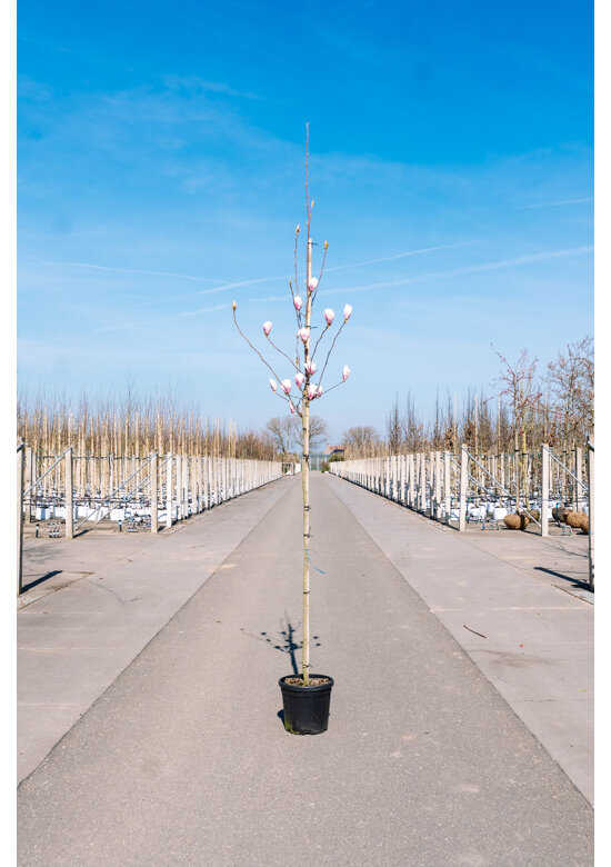 Tulpenmagnolie Baum | Magnolia soulangeana