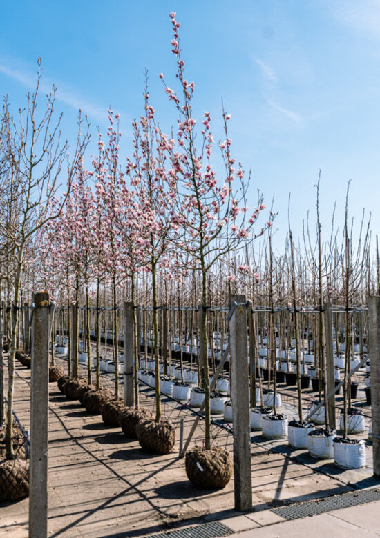 Tulpenmagnolie Baum Kaufen | mit 3 Jahren Garantie - Venovi