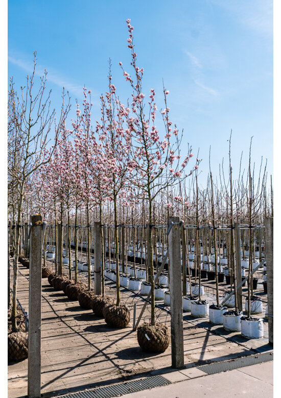 Tulpenmagnolie Baum | Magnolia soulangeana