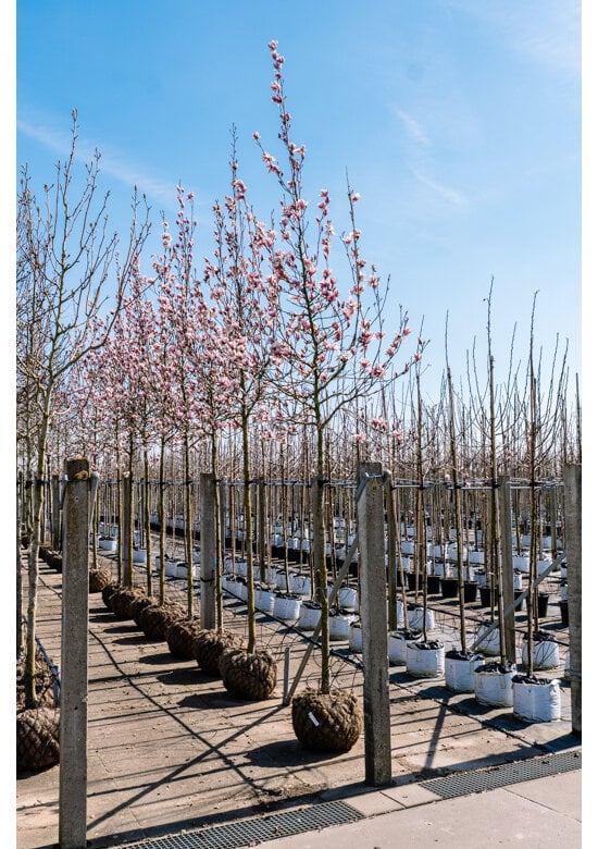 Tulpenmagnolie Baum | Magnolia soulangeana