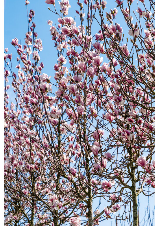 Tulpenmagnolie Baum | Magnolia soulangeana