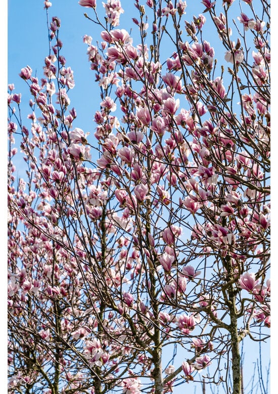 Tulpenmagnolie Baum | Magnolia soulangeana