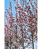 Tulpenmagnolie Baum | Magnolia soulangeana