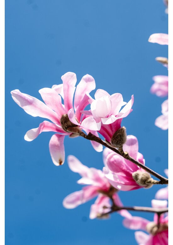 Rosa Stern-Magnolie 'Leonard Messel' - Mehrstämmig | Magnolia loebneri 'Leonard Messel'