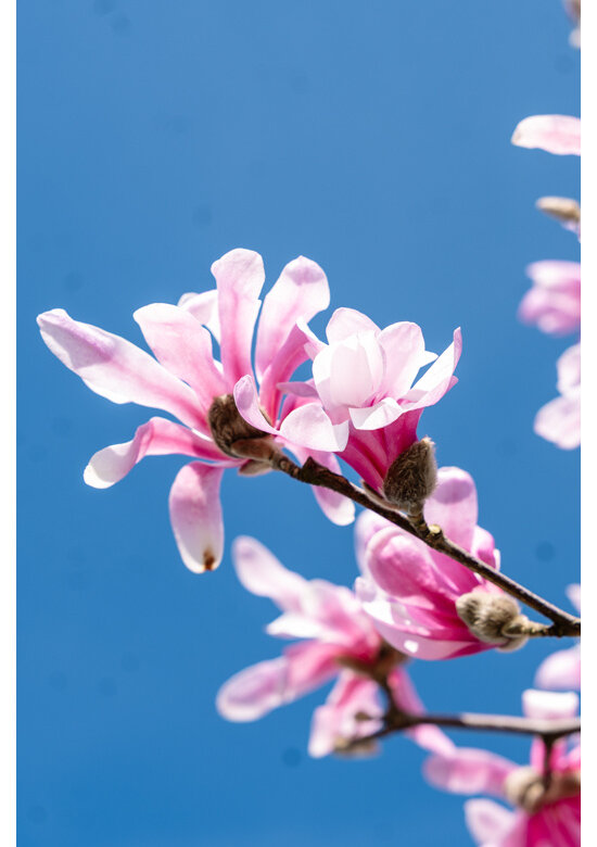 Rosa Stern-Magnolie 'Leonard Messel' - Mehrstämmig | Magnolia loebneri 'Leonard Messel'