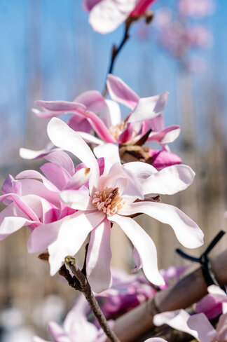 Rosa Stern-Magnolie 'Leonard Messel' | Magnolia loebneri 'Leonard Messel'