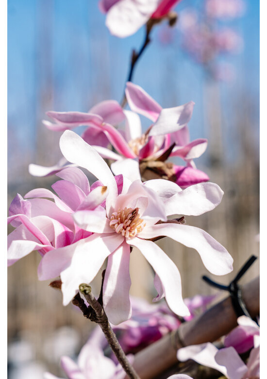 Rosa Stern-Magnolie 'Leonard Messel' | Magnolia loebneri 'Leonard Messel'