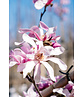 Rosa Stern-Magnolie 'Leonard Messel' | Magnolia loebneri 'Leonard Messel'