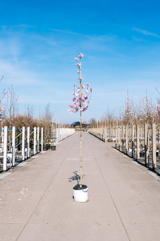 Rosa Stern-Magnolie 'Leonard Messel' | Magnolia loebneri 'Leonard Messel'
