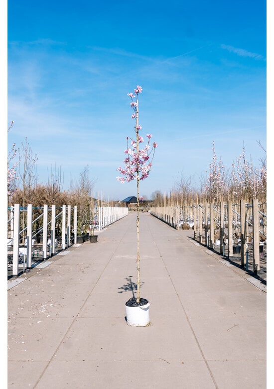 Rosa Stern-Magnolie 'Leonard Messel' | Magnolia loebneri 'Leonard Messel'