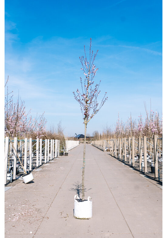 Blutpflaume Baum | Prunus cerasifera 'Nigra'
