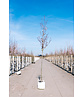Blutpflaume Baum | Prunus cerasifera 'Nigra'