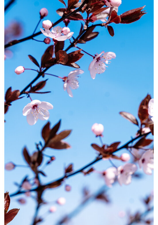 Blutpflaume  | Prunus cerasifera 'Nigra'