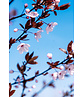 Blutpflaume Baum | Prunus cerasifera 'Nigra'