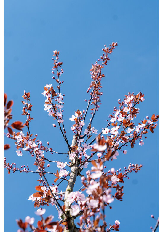 Blutpflaume Baum | Prunus cerasifera 'Nigra'