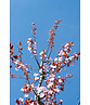 Blutpflaume Baum | Prunus cerasifera 'Nigra'