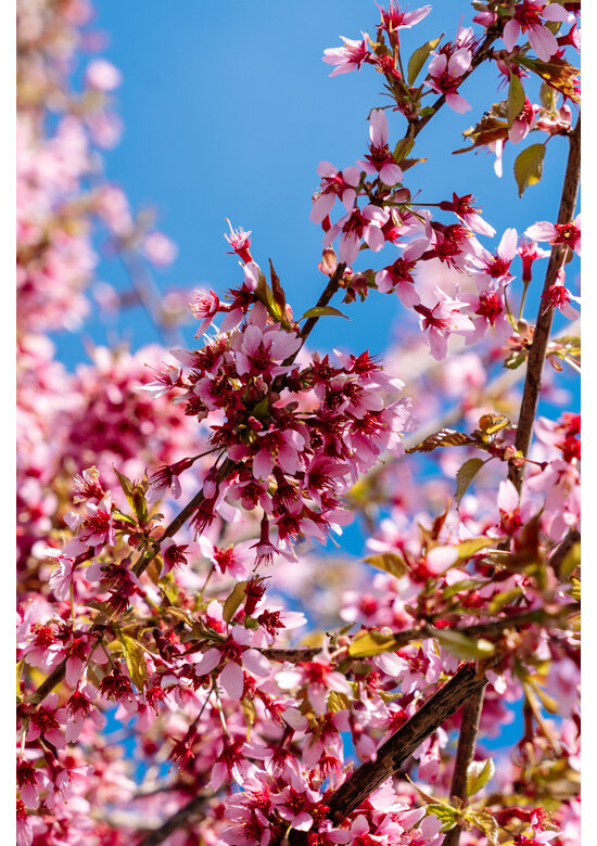 Zierkirsche 'Okame' | Prunus 'Okame'