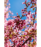 Zierkirsche 'Okame' | Prunus 'Okame'