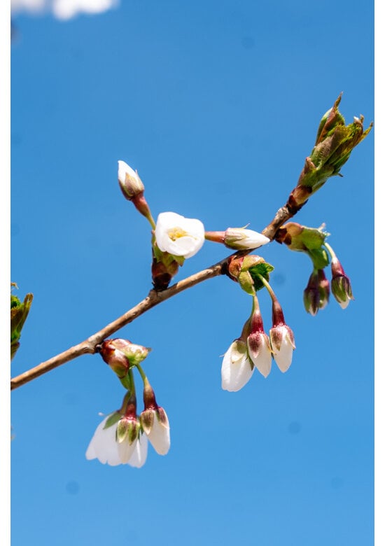 Zierkirsche 'Umineko' | Prunus 'Umineko'