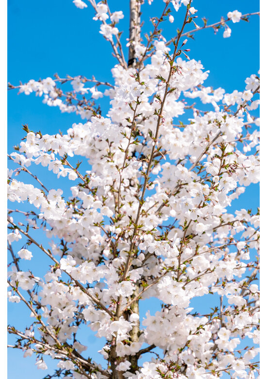 Tokio Kirsche | Prunus yedoensis