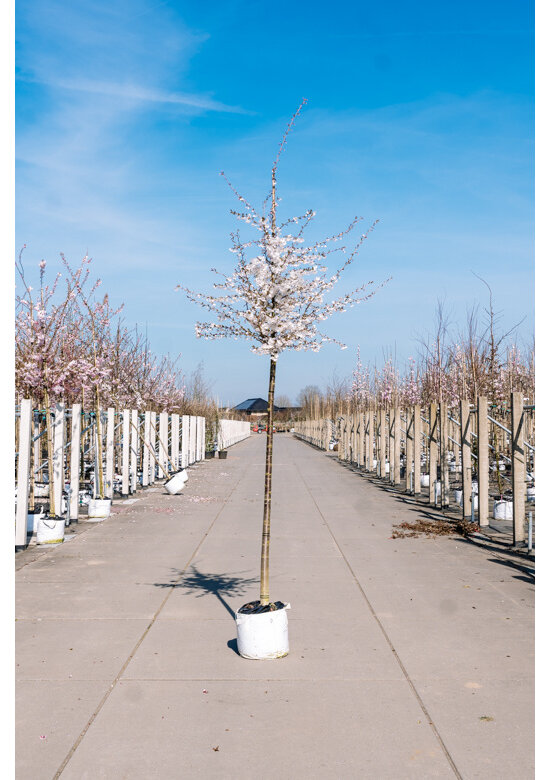Tokio Kirsche | Prunus yedoensis