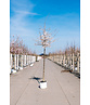 Tokio Kirsche | Prunus yedoensis