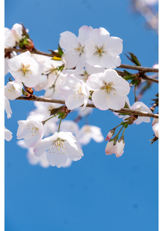 Tokio Kirsche | Prunus yedoensis