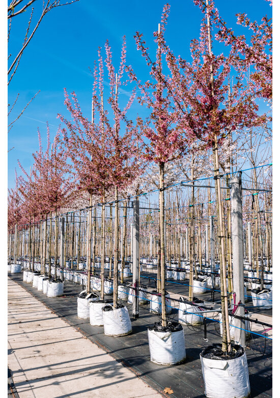 Zierkirsche 'Okame' | Prunus 'Okame'