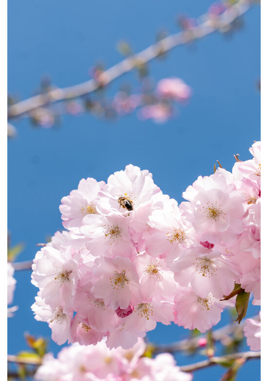 Zierkirsche 'Accolade' - Mehrstämmig | Prunus 'Accolade' Zierkirsche 'Accolade' - Mehrstämmig | Prunus 'Accolade'