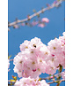 Zierkirsche 'Accolade' - Mehrstämmig | Prunus 'Accolade' Zierkirsche 'Accolade' - Mehrstämmig | Prunus 'Accolade'