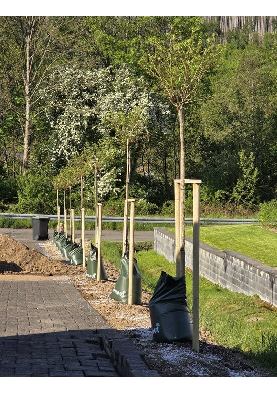 Kugelamberbaum  | Liquidambar styraciflua 'Gumball'