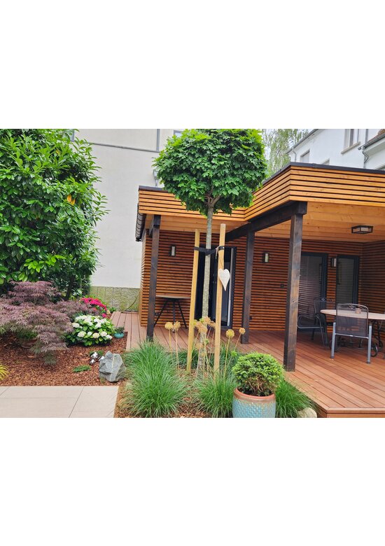 Kugelsumpfeiche 'Green Dwarf' | Quercus palustris 'Green Dwarf'