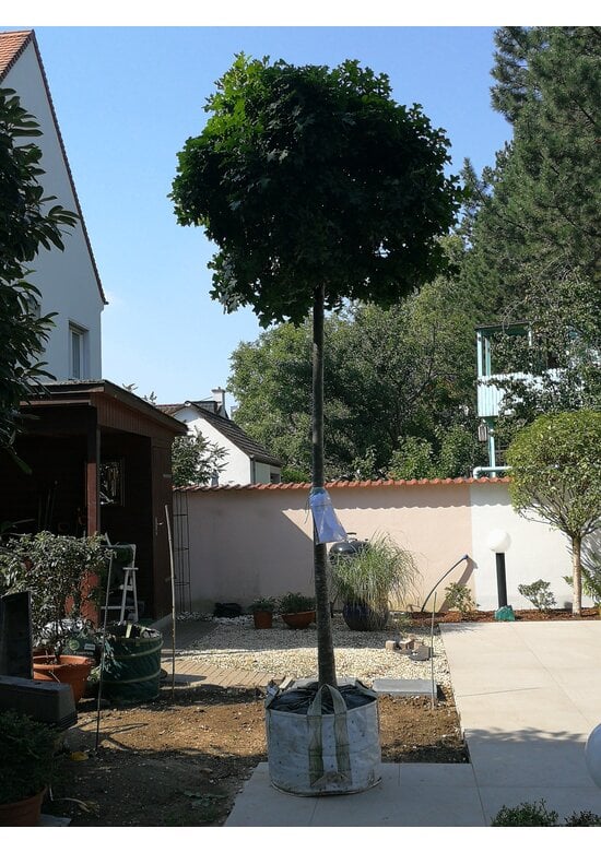 Kugelsumpfeiche 'Green Dwarf' | Quercus palustris 'Green Dwarf'