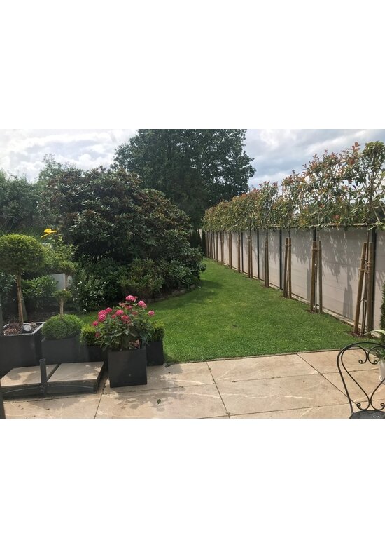 Glanzmispel Spalierbaum 'Red Robin' | Photinia fraseri 'Red Robin'