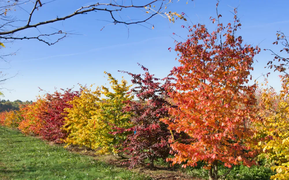 Eisenholzbaum mehrstämmig im Herbst