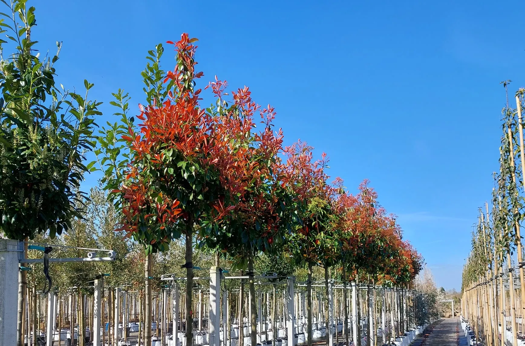 Wann Glanzmispel pflanzen? Die beste Zeit für Photinia & Tipps für Hobbygärtner